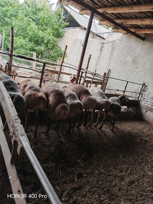 Qòchqorla sotiladi