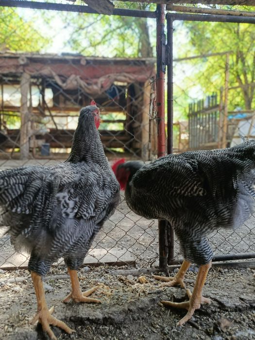 Плимутрок.Петушки куры яицо