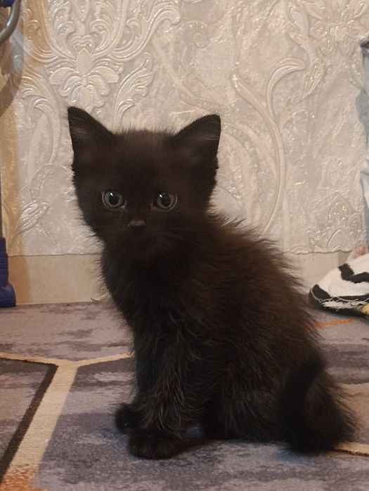 котята и кошка даром срочно