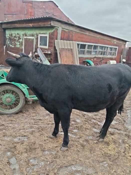Продам коров и бычка