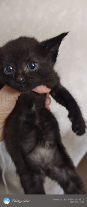 Мальчик и девочка котенок