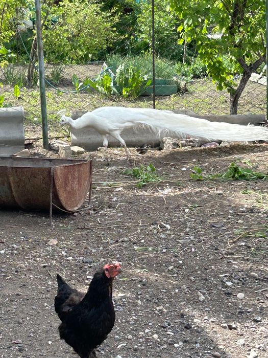 Ақ павлин сатылады