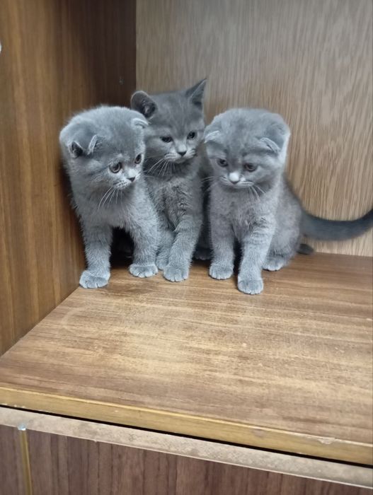 Продаются котята, девочки, одна страйт, 2 фолд вислоухие,