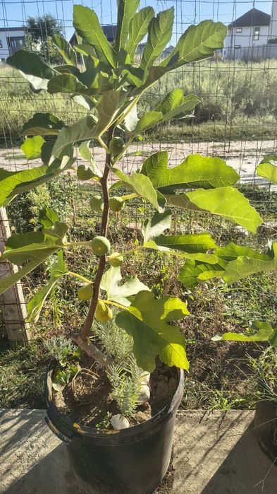 Smochini  la  ghiveci 80 cm H - Berceni