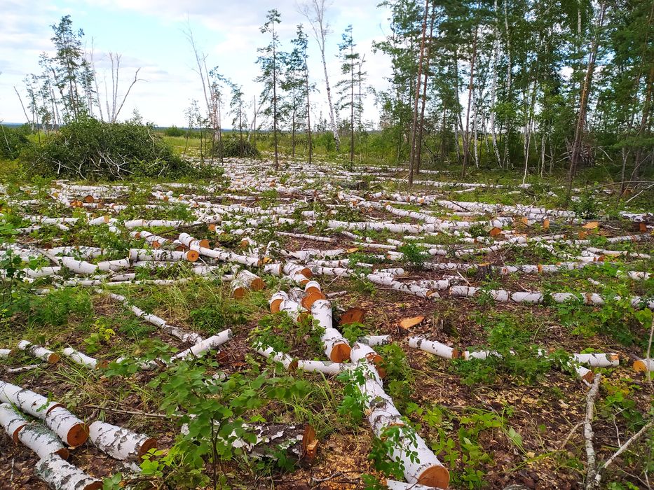 Берёза сосна осина дрова продам