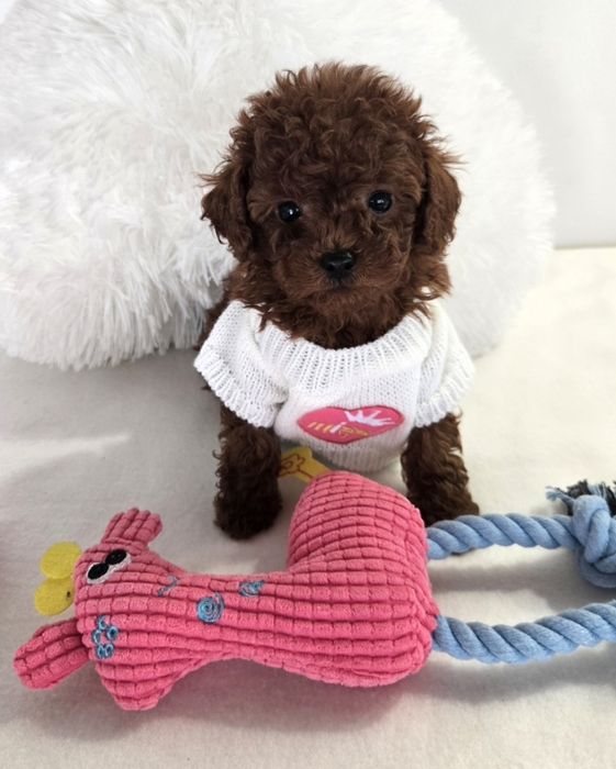 Пудел той Poodle toy с родословие чисти генетични тестове на родителите