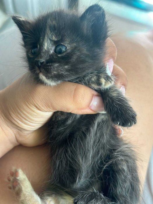 Мурчащие комочки счастья ищут дом