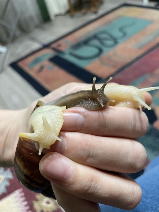 Ахатины гигантские улитки продам