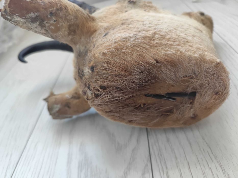 Trofeu vanatoare capra