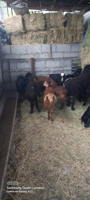 Қой сатылыды қозылар