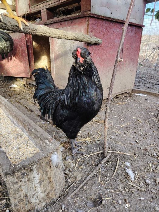 Cocosi din anul 2025