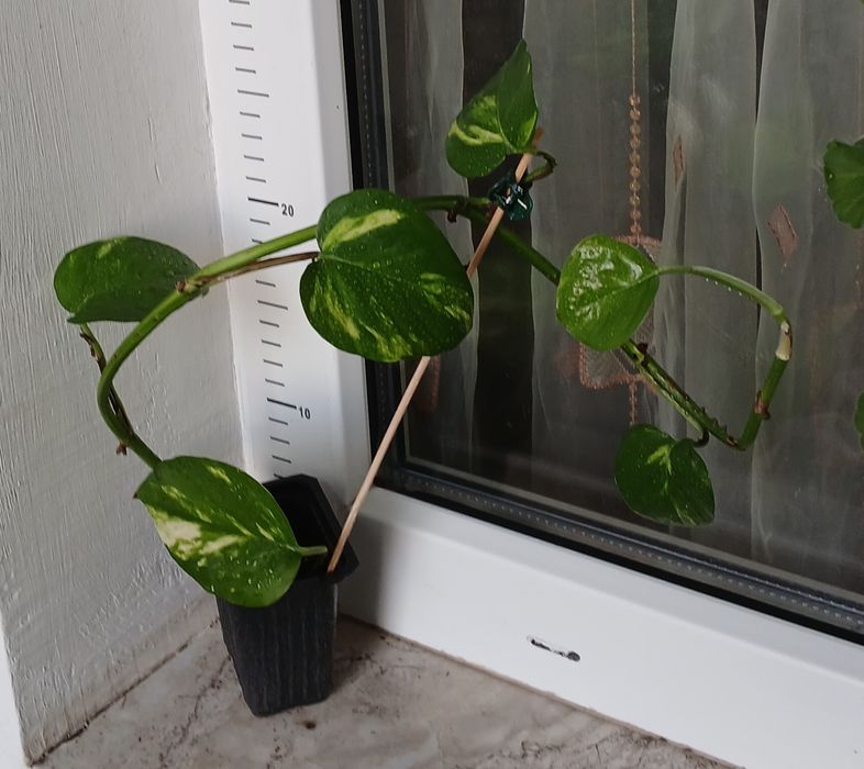 Дяволски бръшлян/епипремнум/ Цвете на парите