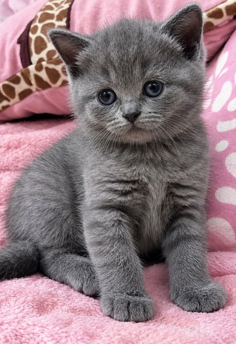 Шотланские котята