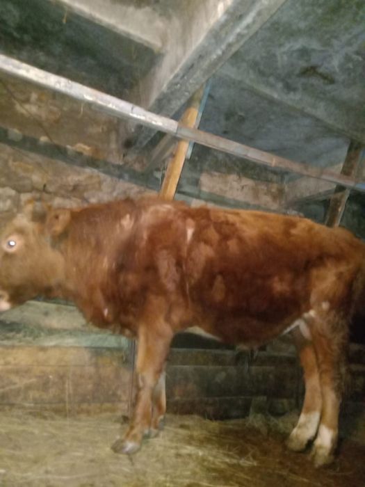 Продается крс (бычок и телочка )