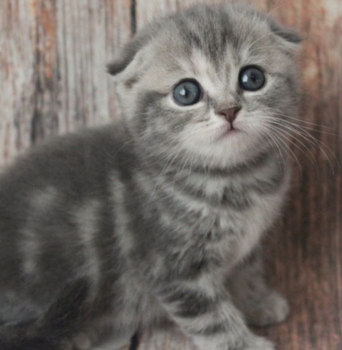 Вислоухие котята фото серые Вислоухие котята фото серые