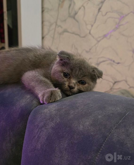 Скоттиш Фолд и Страйт