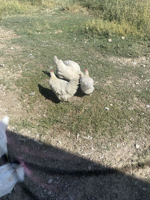 Тауыктар лехгорн