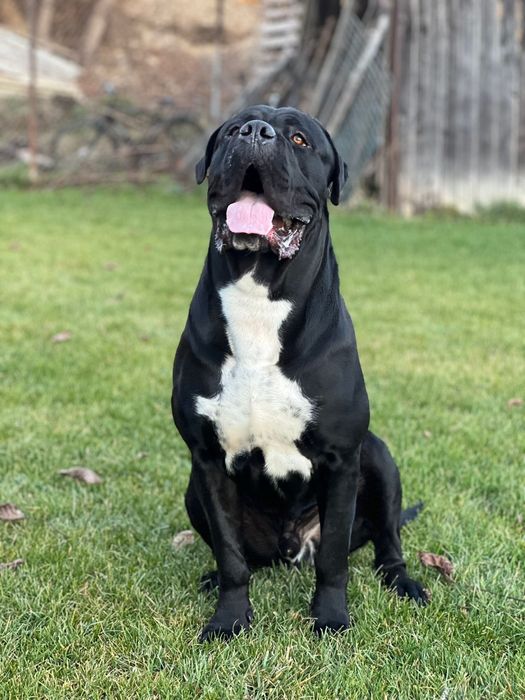 Cane corso cu pedigree FCI de tip A