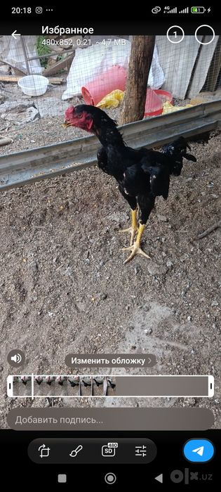 10 oyli joja sotiladi