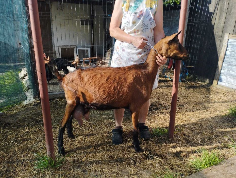 ALPINA FRANCEZA CIUTA genetic, rasă pură