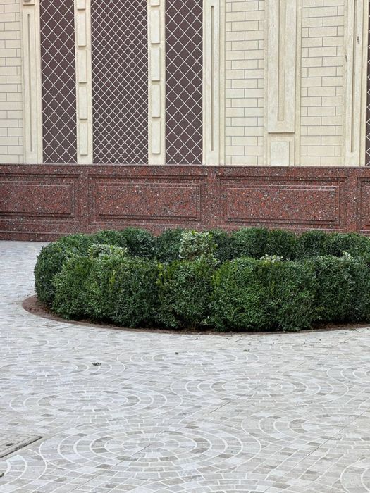 Rulon gazon Samarkand