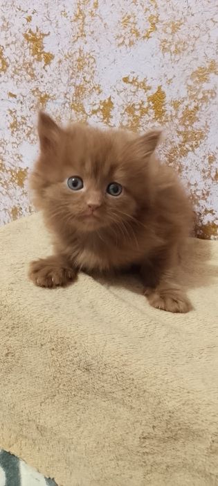 Котенок девочка продается