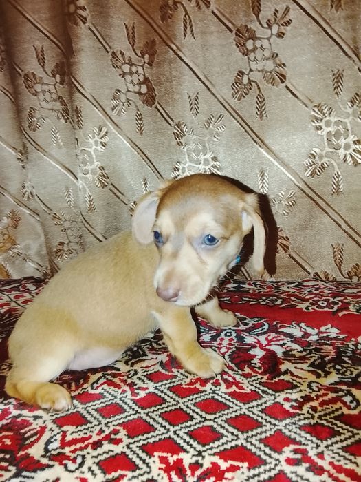 Продам щенков таксы