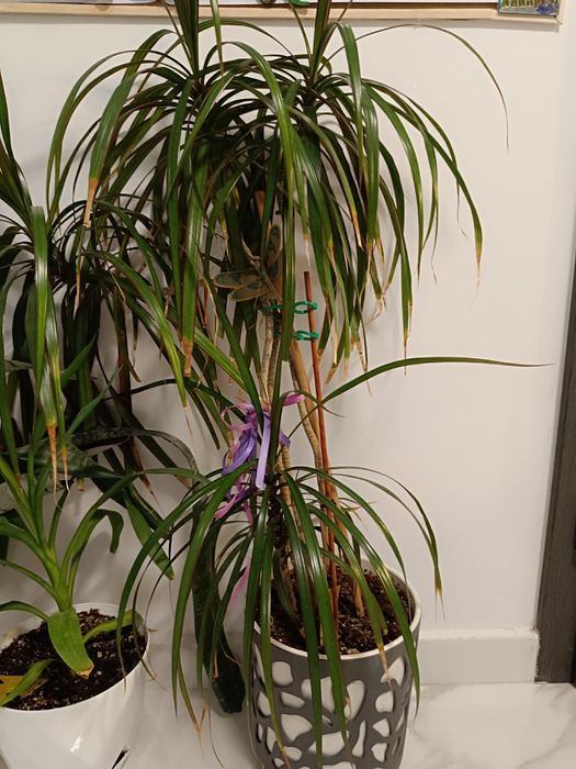 Стайни и градински растения