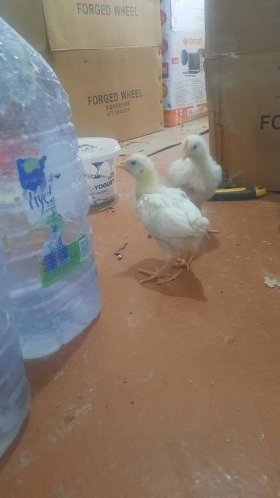 Жўжалар сотилади