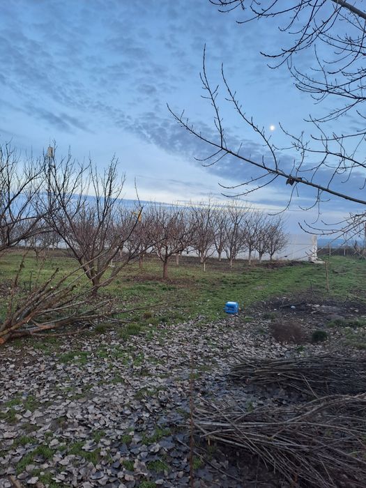 Livada cu pomi fructiferi