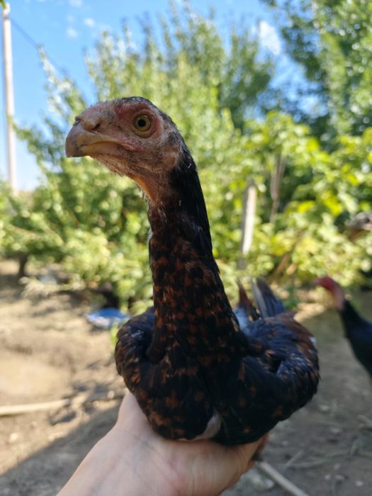 Хан-Азиль Дакан индийский