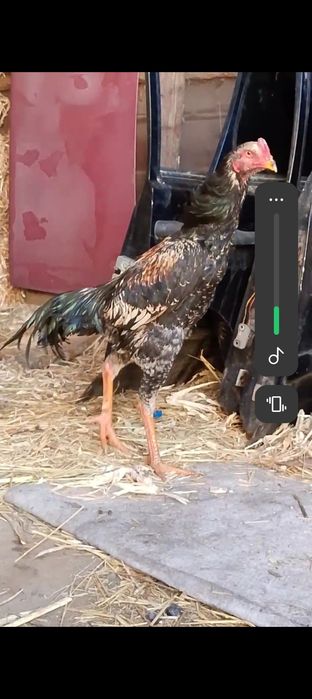 Продам или обмен на домашних курей