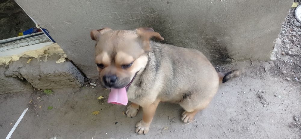 Продаю сабаку парода Мопс