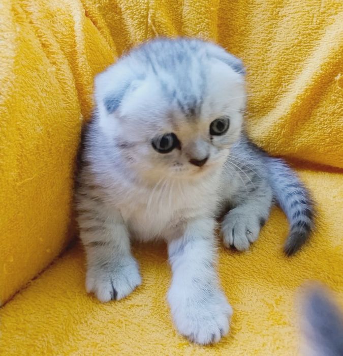 висЛоуХие КотИка