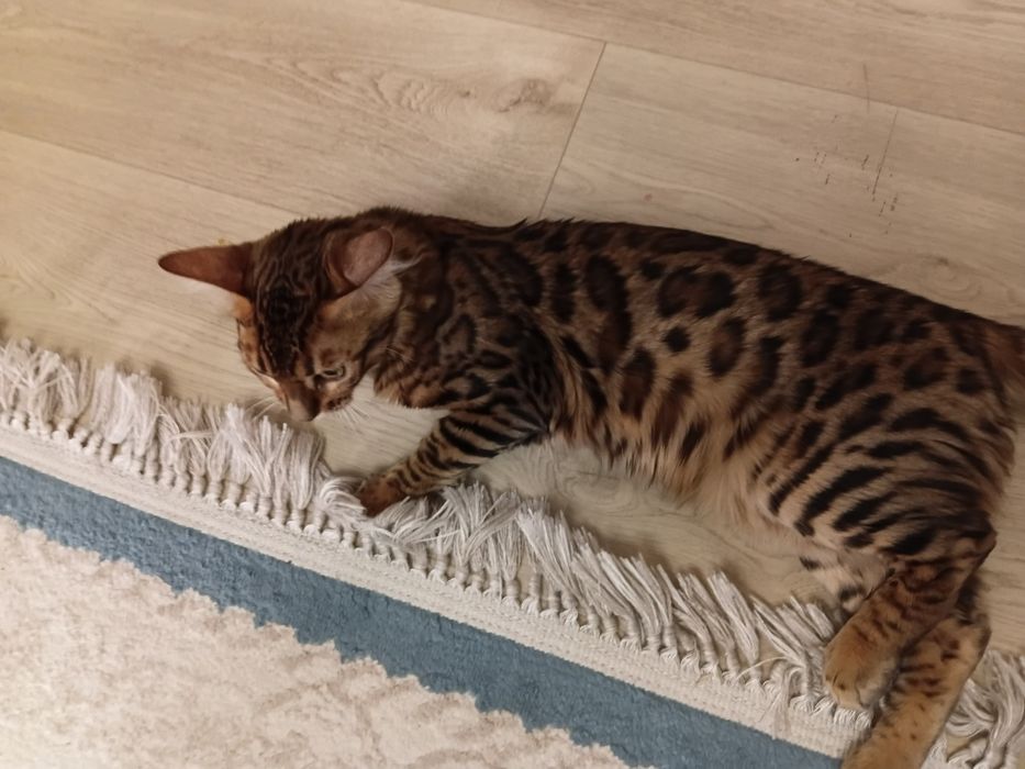 Бенгальский котёнок