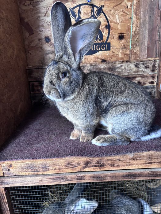 Uriasi german gri cu certificat de origine