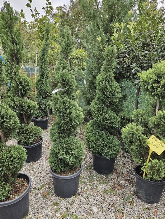 Tuia spirală de vânzare – EFECT WOW în orice curte!