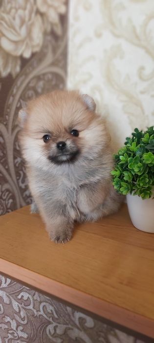 Шпицы мальчики и девочки