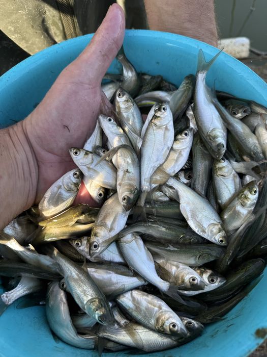 Малек. (Сиголетка)