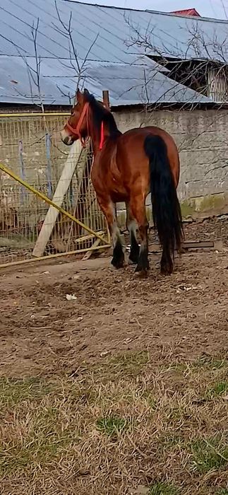 Iapa de 6 ani de vânzare