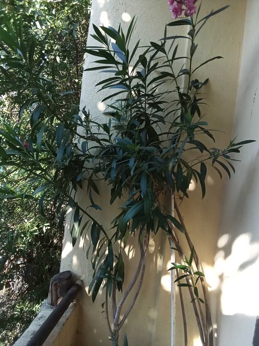 Бял и розов зокуми