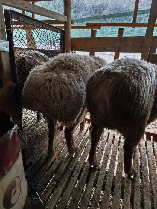 Токты Арашан пародасы