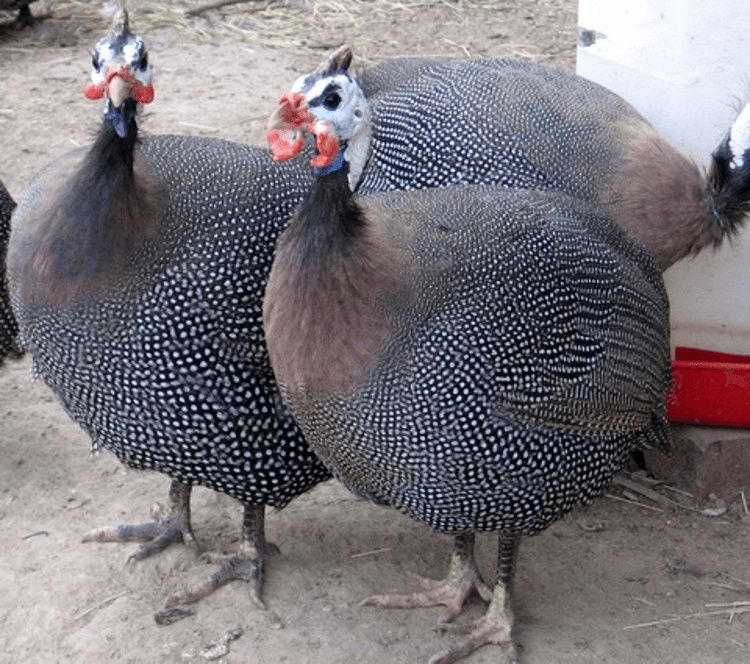 Продам цесарят возраст неделя