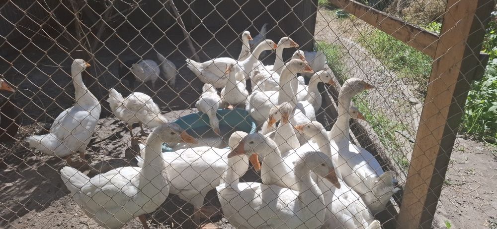 Продам гусей (Линда)