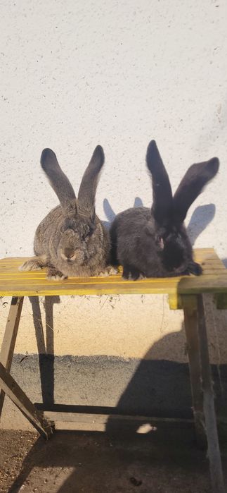 Vand 2 masculi Uriași German