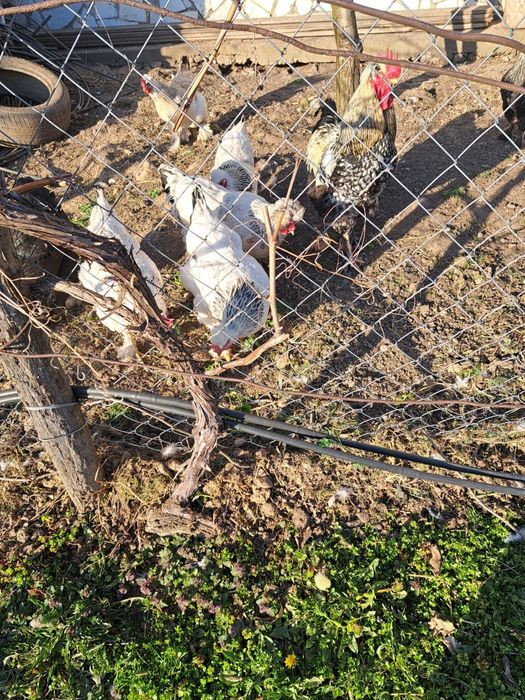 Oua verzi de la gaini Olive Egger