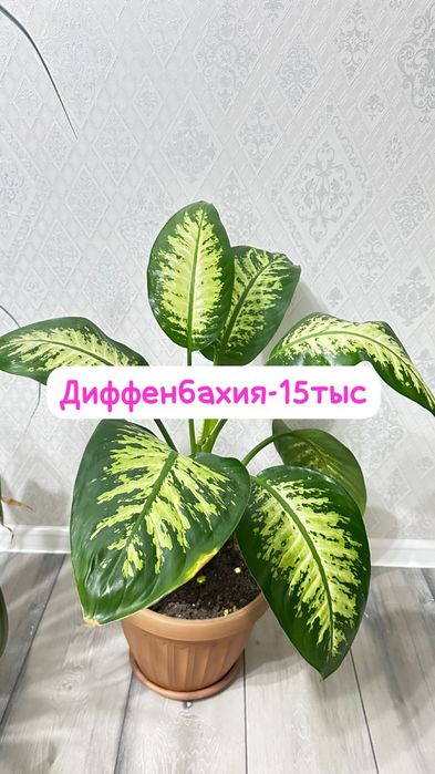 Комнатное растение Диффенбахия