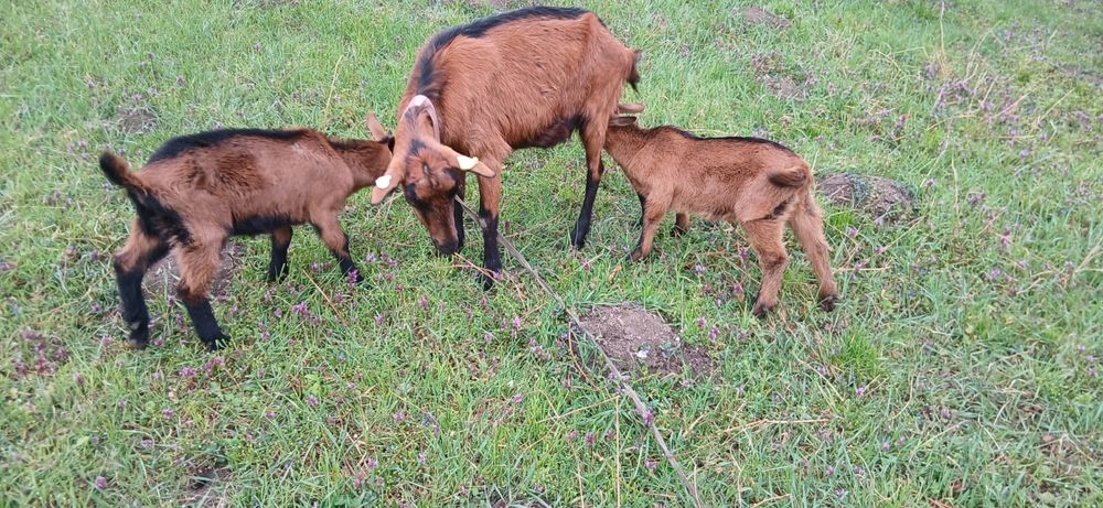 Vând iezi alpini Franțezi  pt ținut sau tăiat .Schimb cu iede