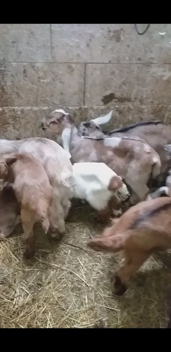 Vând doi tapisori de Anglonubian