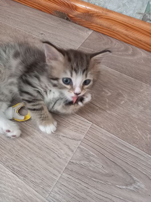 Отдам котят бесплатно